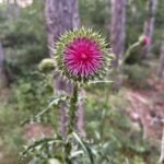 900 g Bulgarian Bee Distel Bienenhonig – naturbelassen & kristallisiert