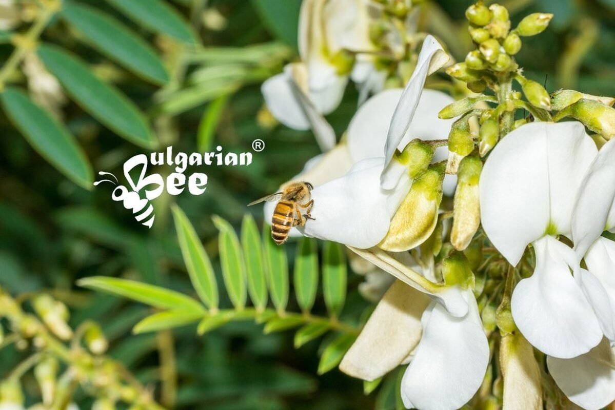 36fd30545201619a540b039947250a75-1.jpg 1 kg Bulgarian Bee Bio Akazienblütenhonig – naturbelassen & mild