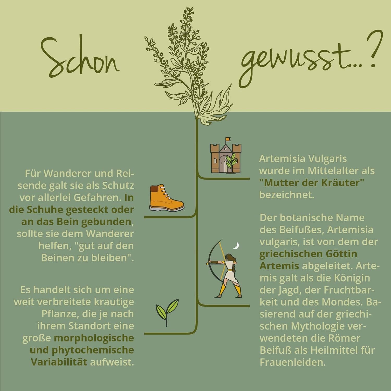 180 Stück Vegavero Beifuß Kapseln hochdosiert – 600 mg 10:1, vegan, laborgeprüft, ohne Zusatzstoffe