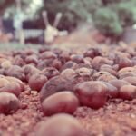 1kg Sheabutter Bio unraffiniert – Fairtrade & BIO-zertifiziert aus Ghana
