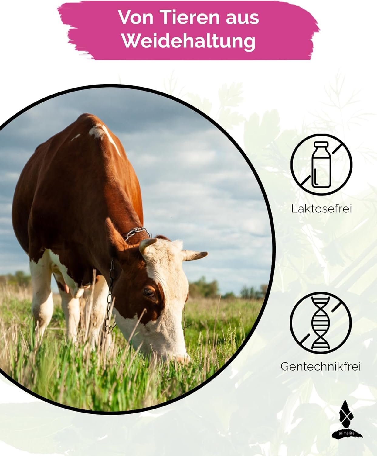 71g0LA3sZzL._AC_SL1500_ 500g Kollagen Pulver Weidehaltung – Reines Kollagen mit Peptiden Typ 1, 2 & 3 – PRIMALIFE