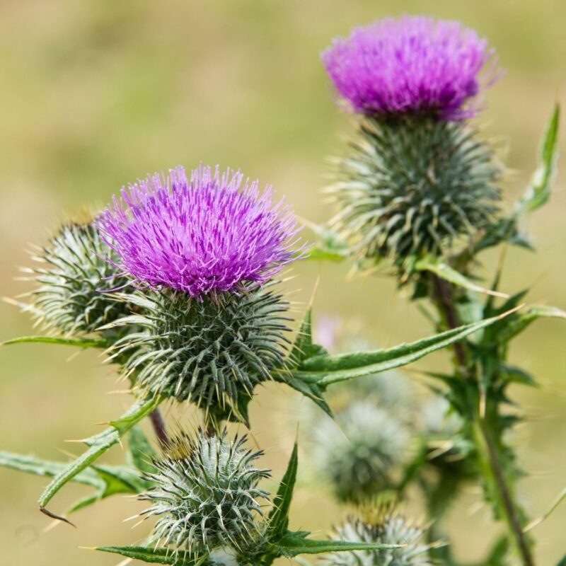 500g mariendistel pulver – Gemahlenes Mariendistelsamen Pulver – Alpi Nature