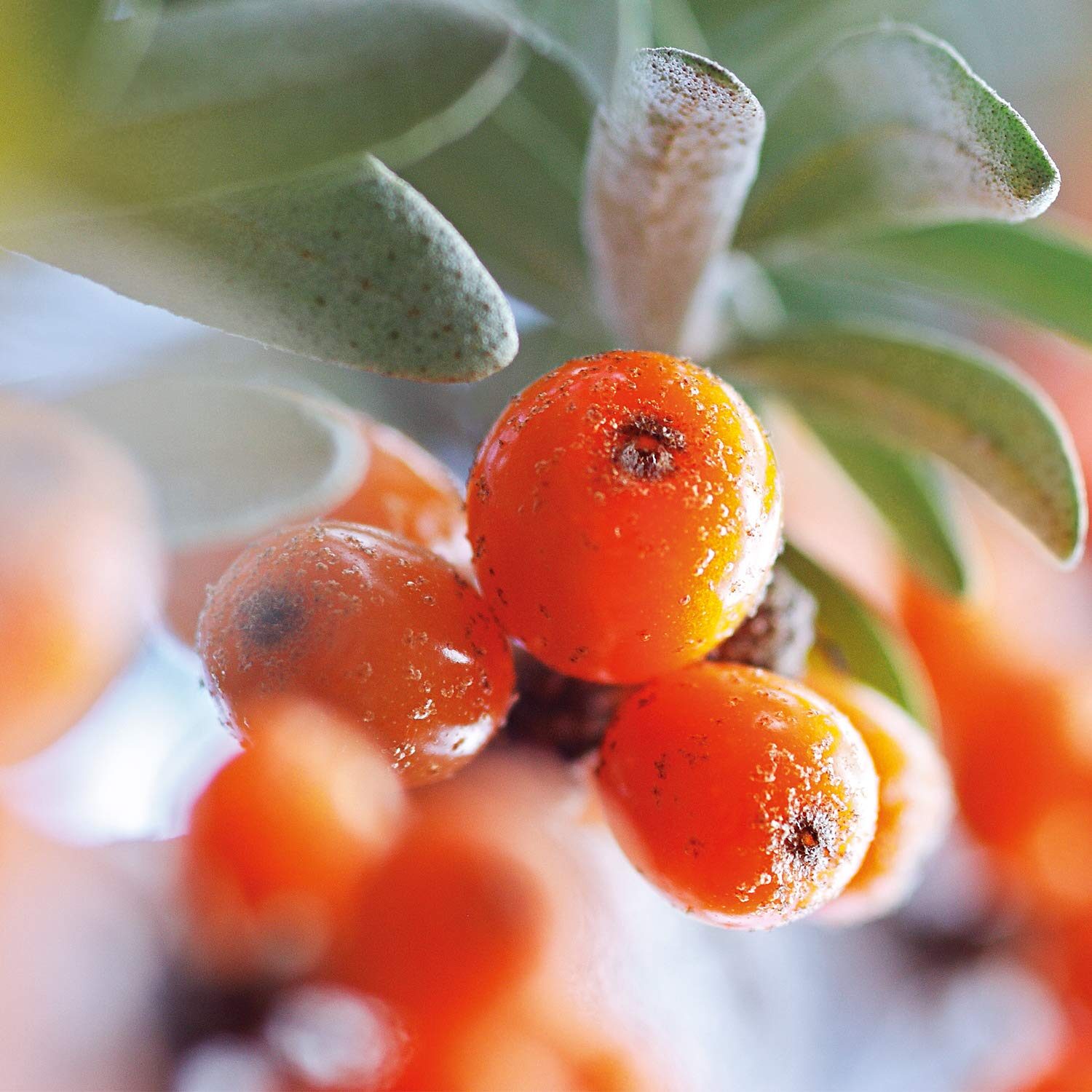 200ml Naturkosmetik Körperlotion für trockene Haut mit Sanddorn – WELEDA