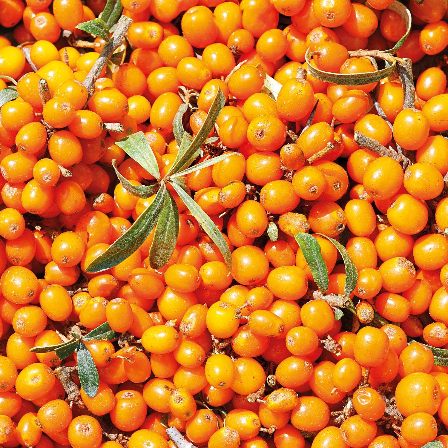 200ml Naturkosmetik Körperlotion für trockene Haut mit Sanddorn – WELEDA