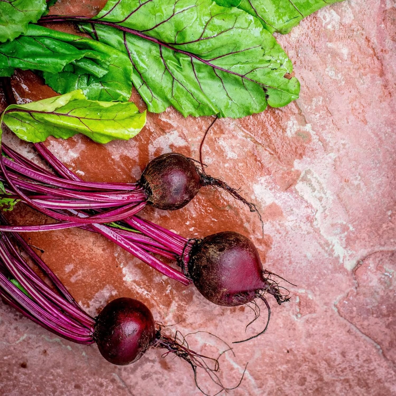 816yaTKtjxL._SL1500_ 250 g Beetroot Pulver vielseitig einsetzbar roh & gekocht | Achterhof