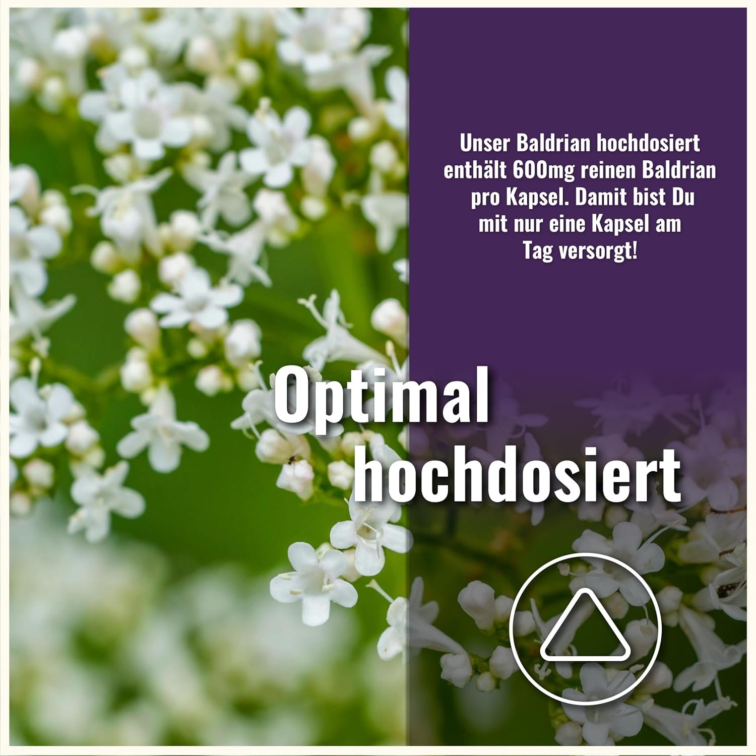 81vxOy-BlyL._AC_SL1500_ 180 baldrian kapseln hochdosiert – 600 mg pro Kapsel – Natürliche Entspannung – Laborgeprüft