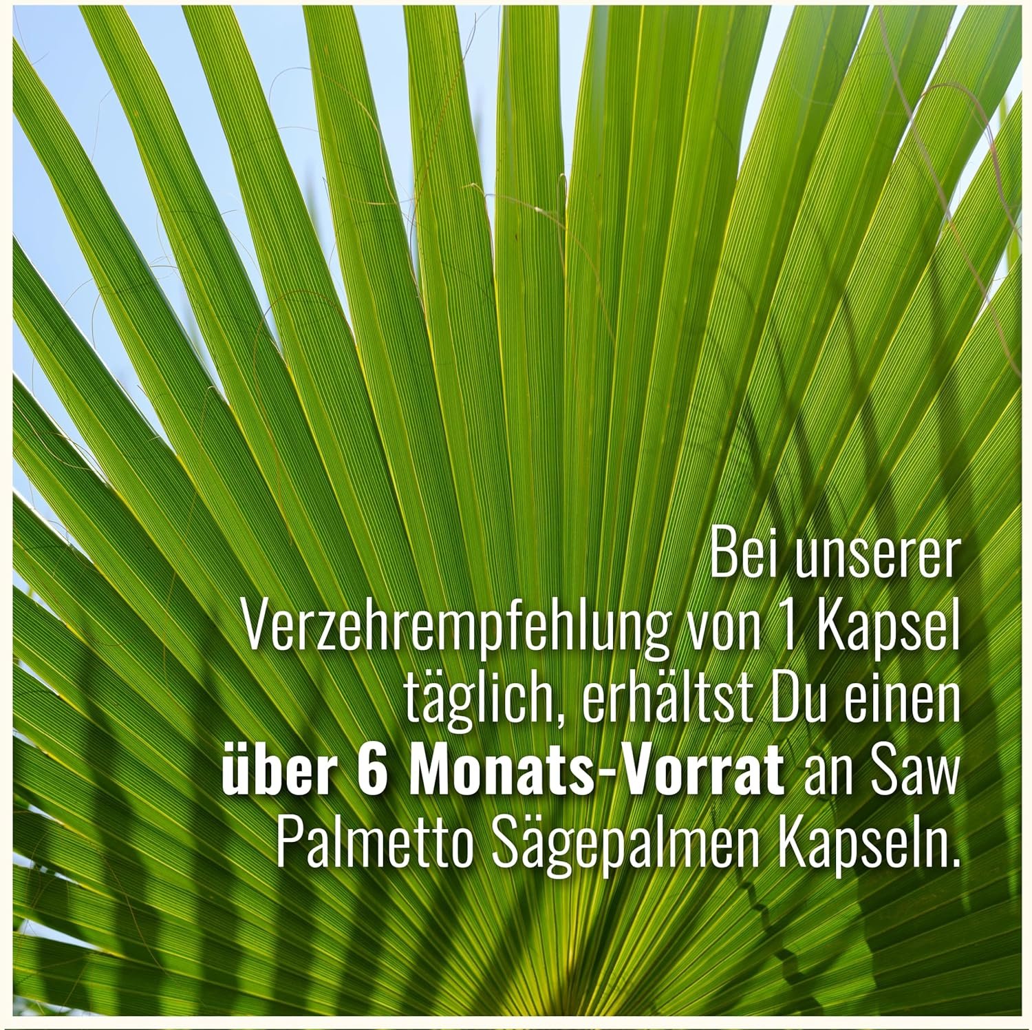 A1pbEHlnZsL._AC_SL1500_ 200 Sägepalme kapseln hochdosiert 10:1 extrakt pflanzlich | CDF Sports & Health