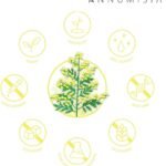 120 Kapseln Artemisia Beifuß Extrakt Kapseln hochdosiert vegan | ANNUMISIA