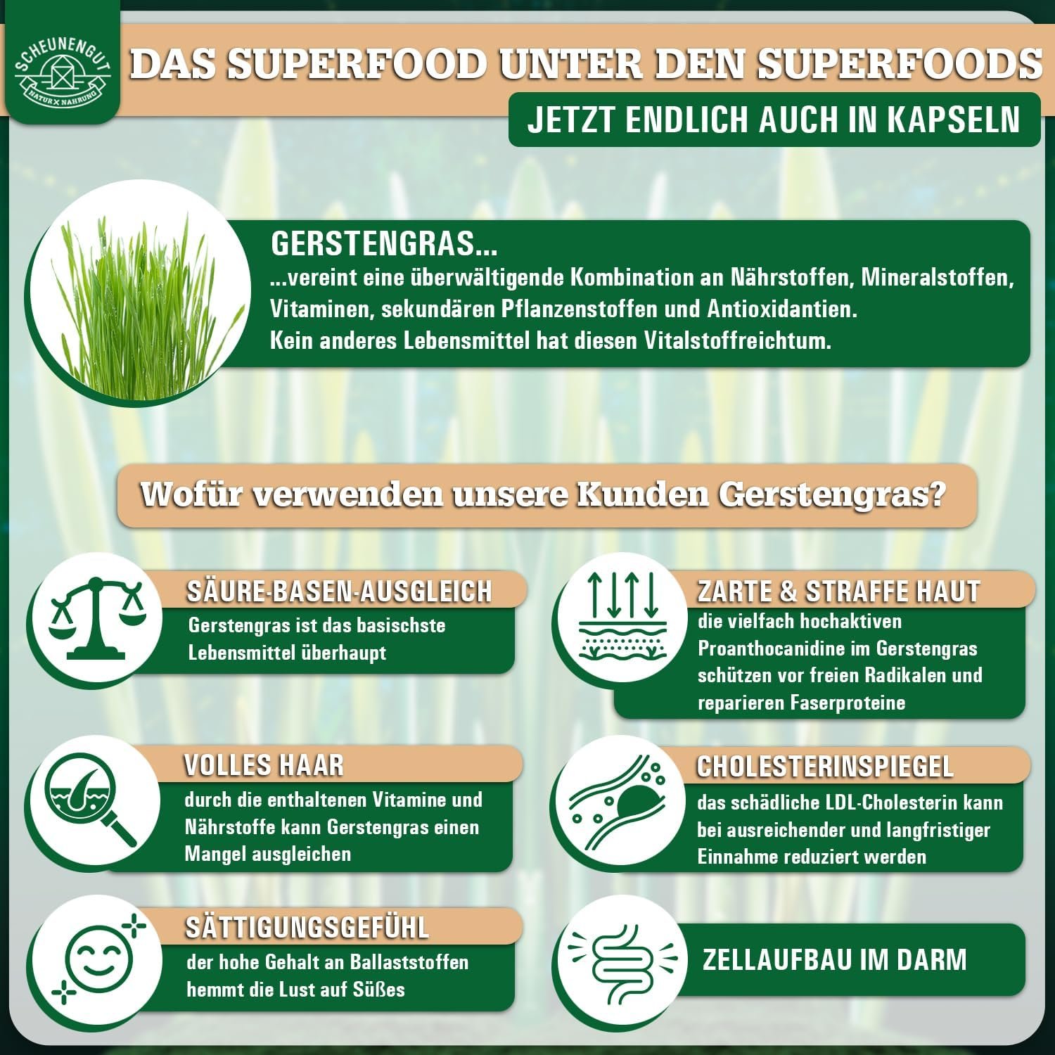 180 Gerstengras Kapseln Bio – 3000 mg Tagesdosis vegan & zertifiziert | SCHEUNENGUT