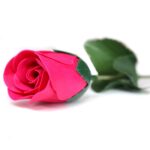 Seifenblume Kleine Rote Rose 28 g Geschenkseife – Honigbee Seifenblume Kleine Rote Rose 28 g Geschenkseife