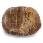 Seifenschale aus Versteinertem Holz Braun – Handgefertigte Natur Seifenablage