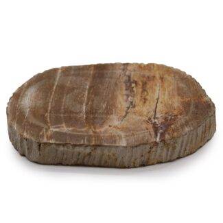 Seifenschale aus Versteinertem Holz Braun