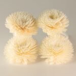 Duftdiffuser Blumen Große Nelke 4 Stück – Solaholz Duftblumen mit Baumwollschnur – Honigbee Duftdiffuser Blumen Große Nelke 4 Stück – Solaholz Duftblumen mit Baumwollschnur